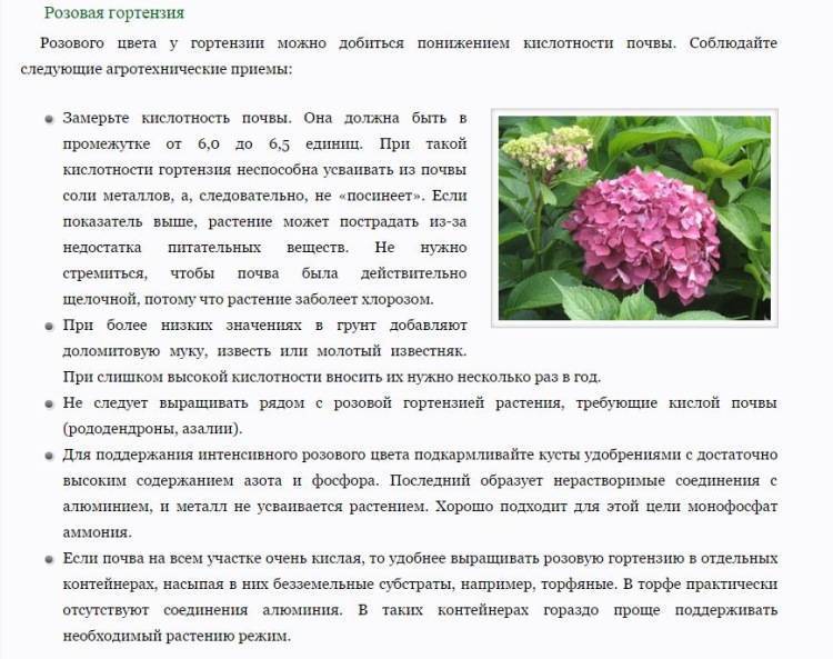 Гортензия метельчатая: фото, описание, размножение, уход и обрезка - sadovnikam.ru