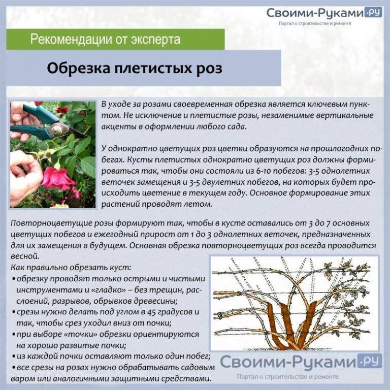 Роза плетистая дон жуан: особенности посадки, ухода и борьбы с вредителями