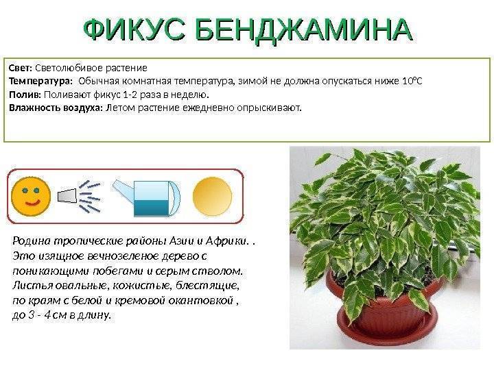 Гипоцирта - виды растения и способы поддержания оптимальных условий для выращивания