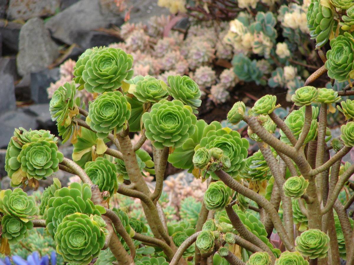 Экзотическое южное растение эониум: его виды, лечебные свойства и уход за ним