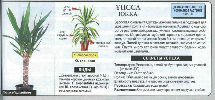 Юкка: уход в домашних условиях, размножение и пересадка пальмы - sadovnikam.ru