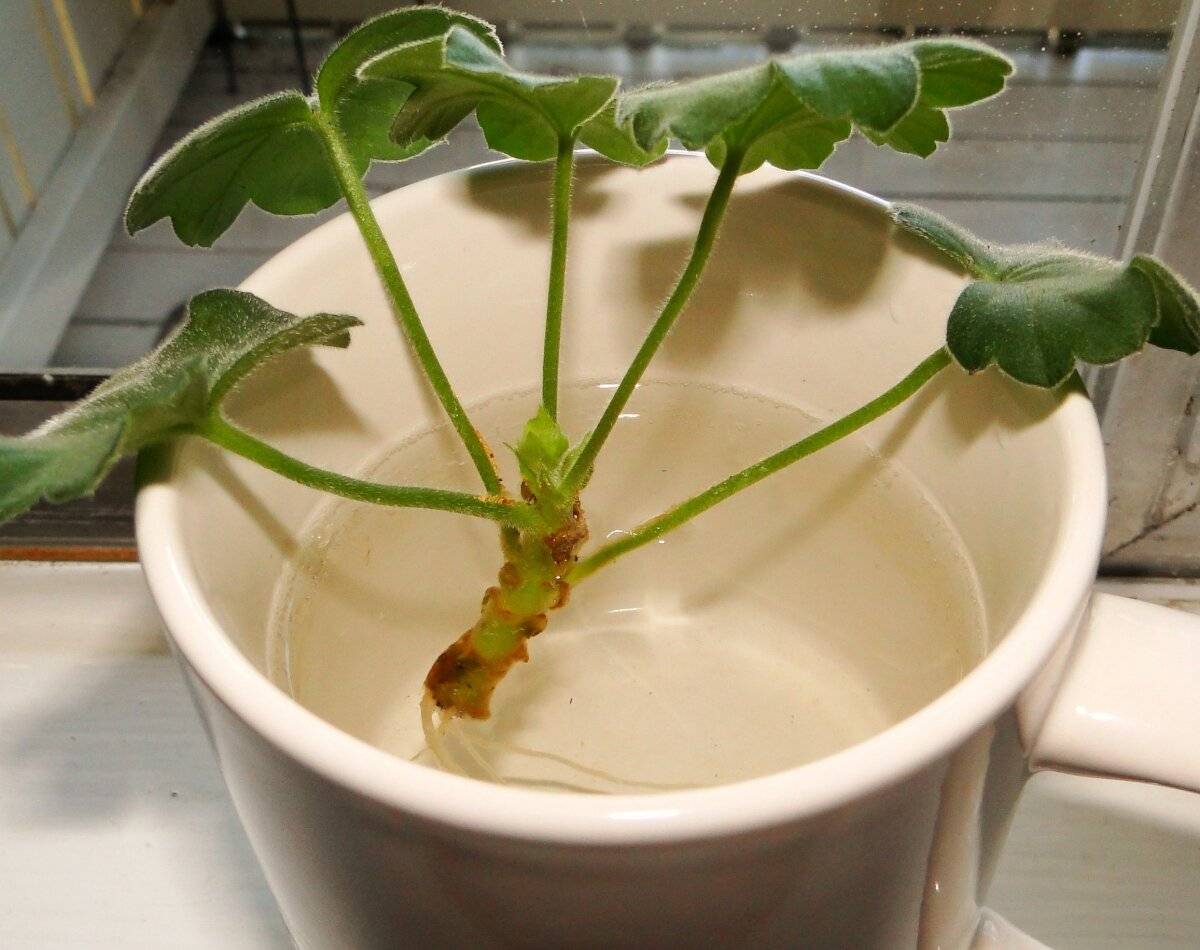 Как вырастить растение из черенков - wikihow