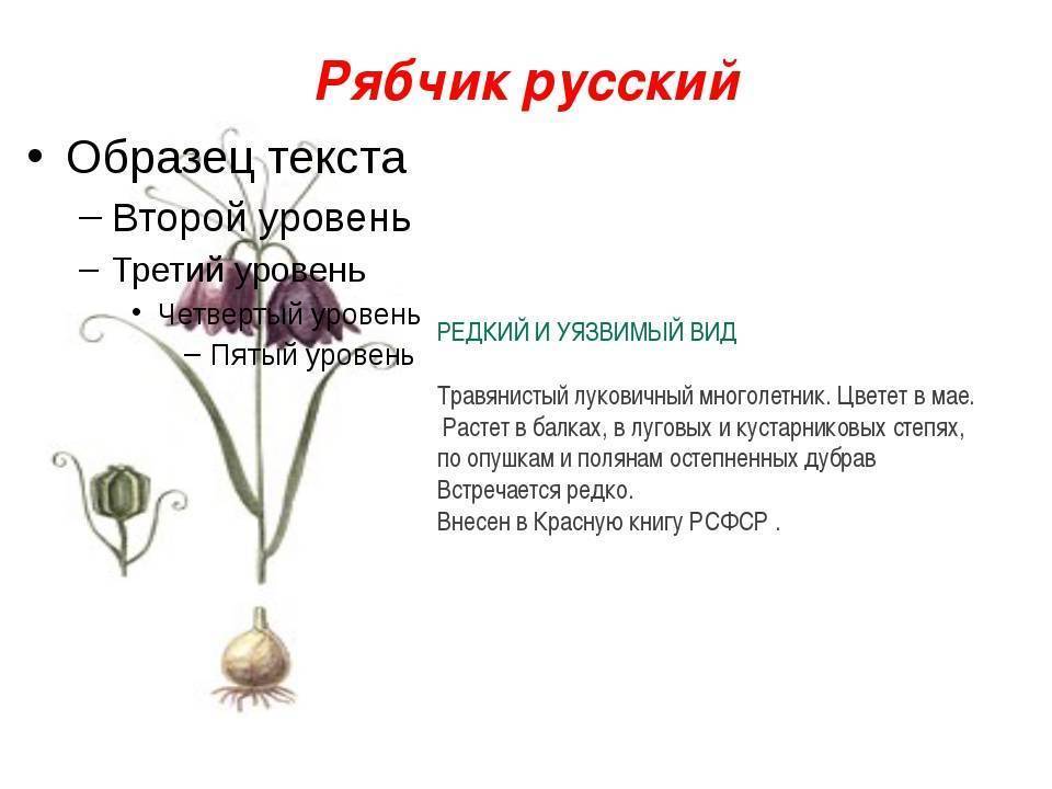 Цветок рябчик императорский: фото, описание, посадка и уход - sadovnikam.ru