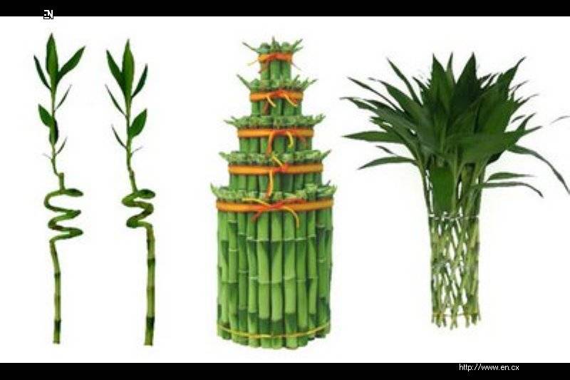 Бамбук- как размножить и вырастить в домашних условиях