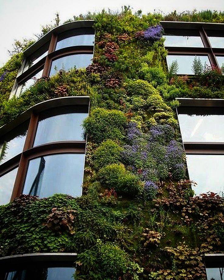 Вертикальное озеленение (160 фото) - разновидности вертикального озеленения, варианты украшения, виды растений, нестандартные идеи