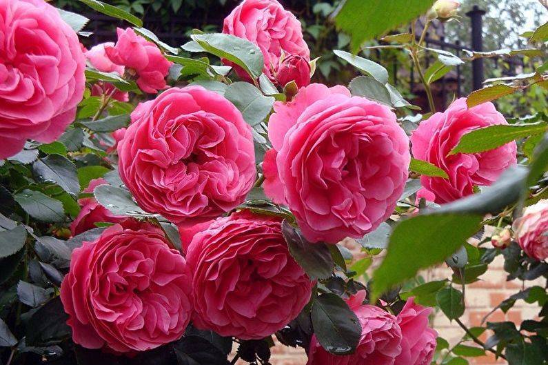 Особенности выращивания розы эмильен гийо красивого морозостойкого сорта, уход