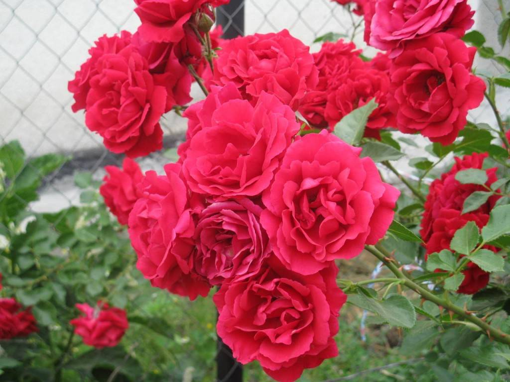 Описание и фото сорта плетистой розы симпатия. особенности выращивания и правила ухода за цветком