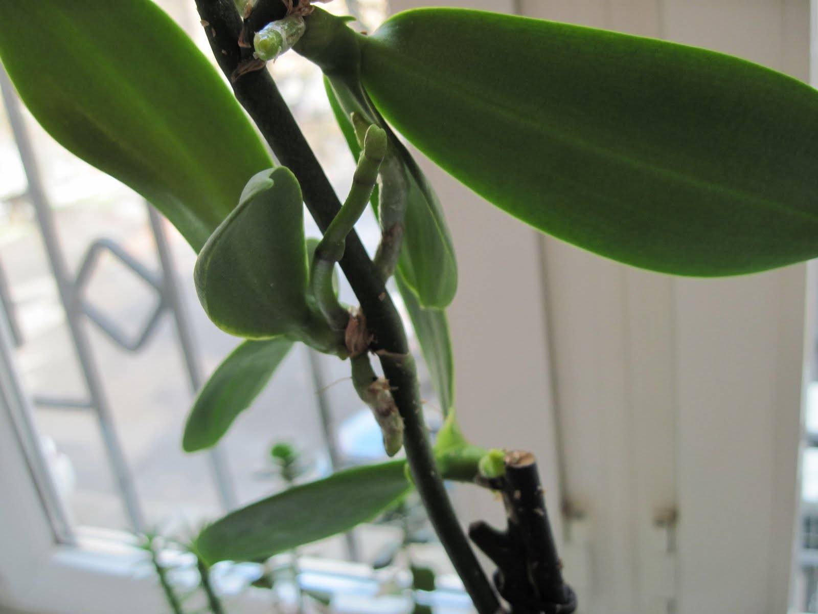 Как отсадить детку орхидеи фаленопсис: несколько способов, как отделить в домашних условиях на видео