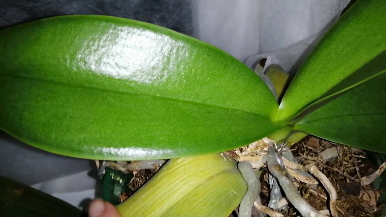 Фаленопсис: выращивание орхидеи в домашних условиях