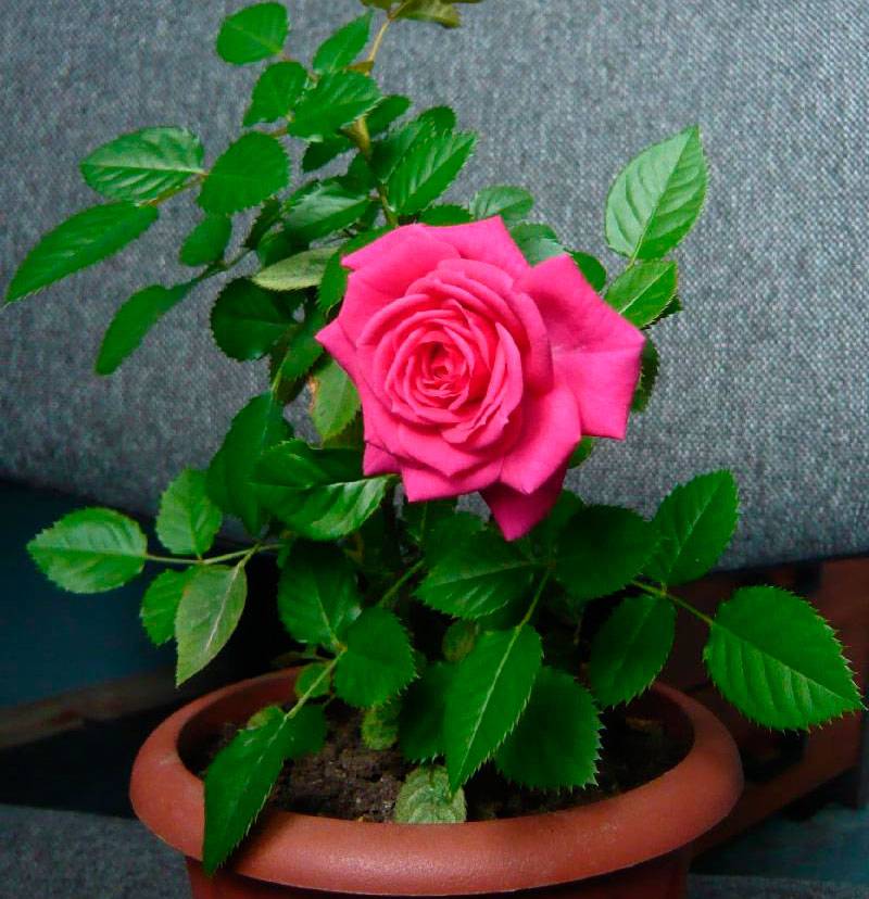 Роза комнатная - уход в домашних условиях, фото и описание видов