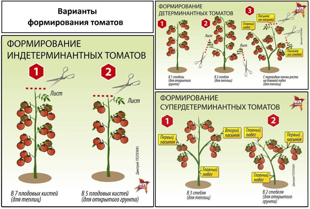 Ампельные помидоры: выращивание