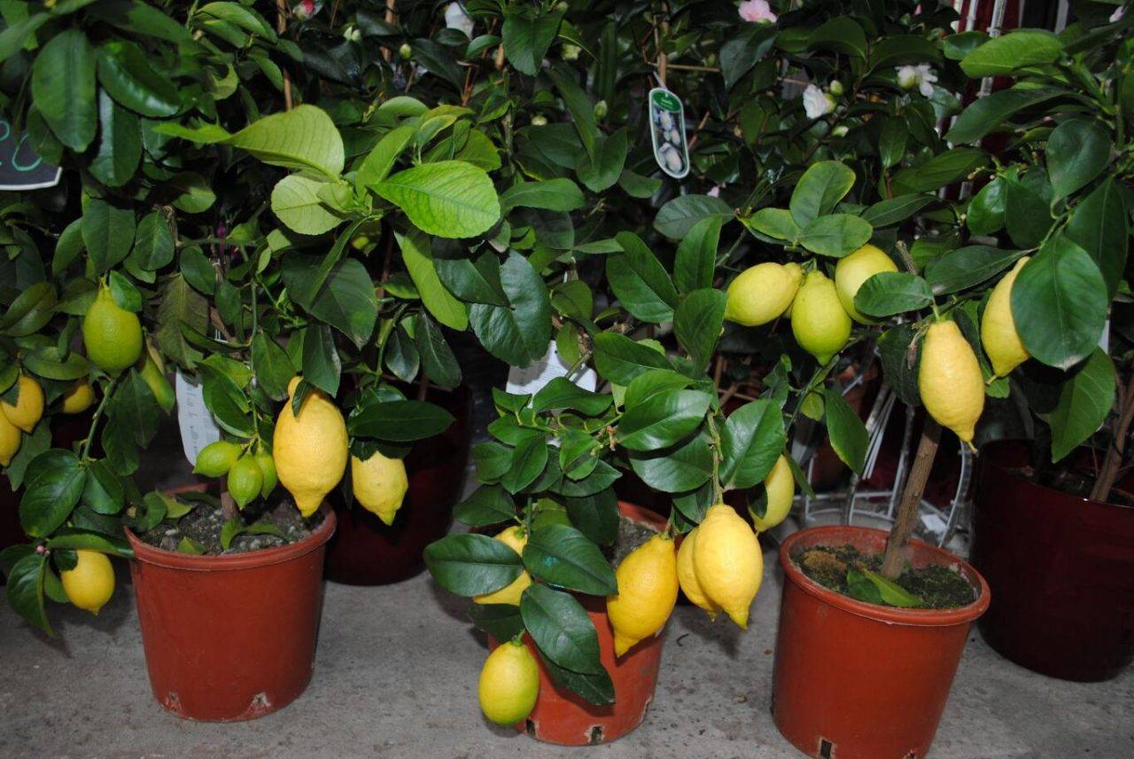 Как вырастить лимон в домашних условиях: уход, обрезка, прививка