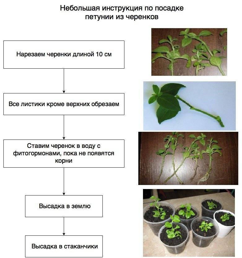 Купить Черенки Вегетативной Петунии Мелким Оптом