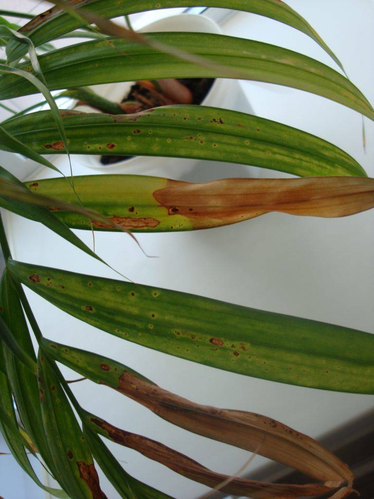 Пальма арека хризалидокарпус лютесценс уход в домашних условиях хризалидокарпус желтеет и сохнет что делать
