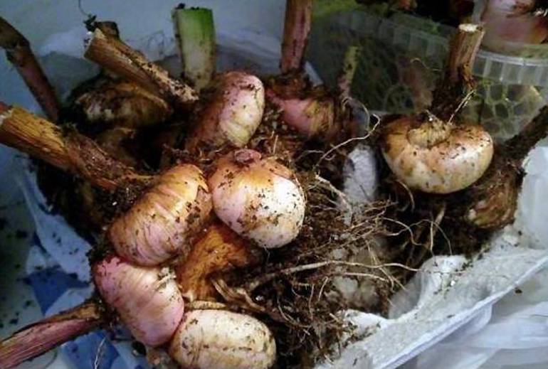 Луковицы гладиолуса: осенняя выкопка на хранение на зиму