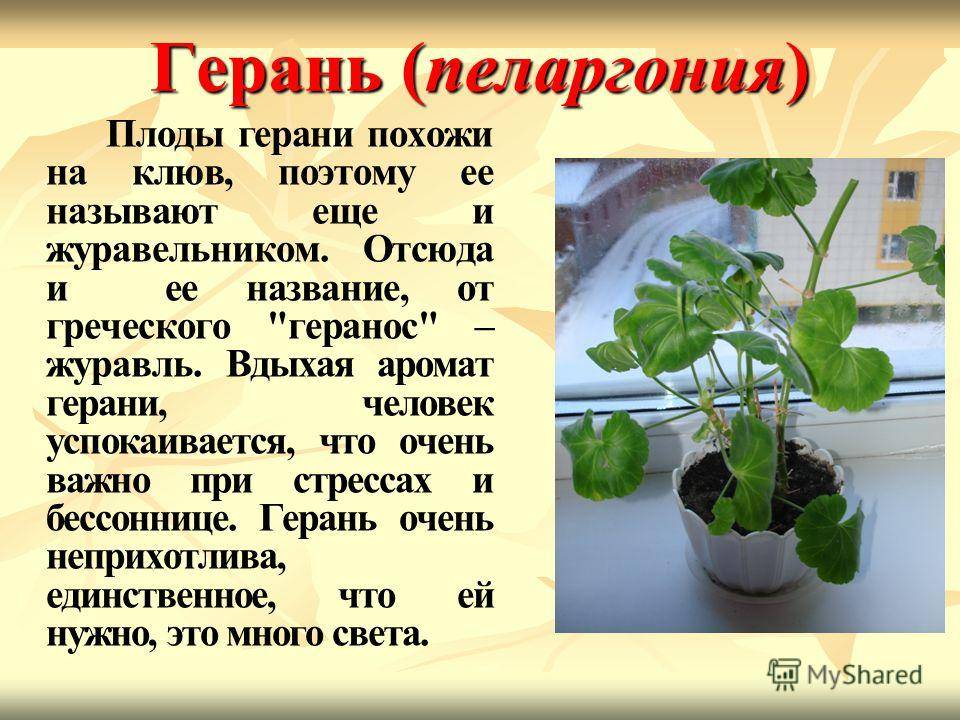 Герань: польза и вред в доме, лечебные свойства, фото, описание, отзывы | zaslonovgrad.ru