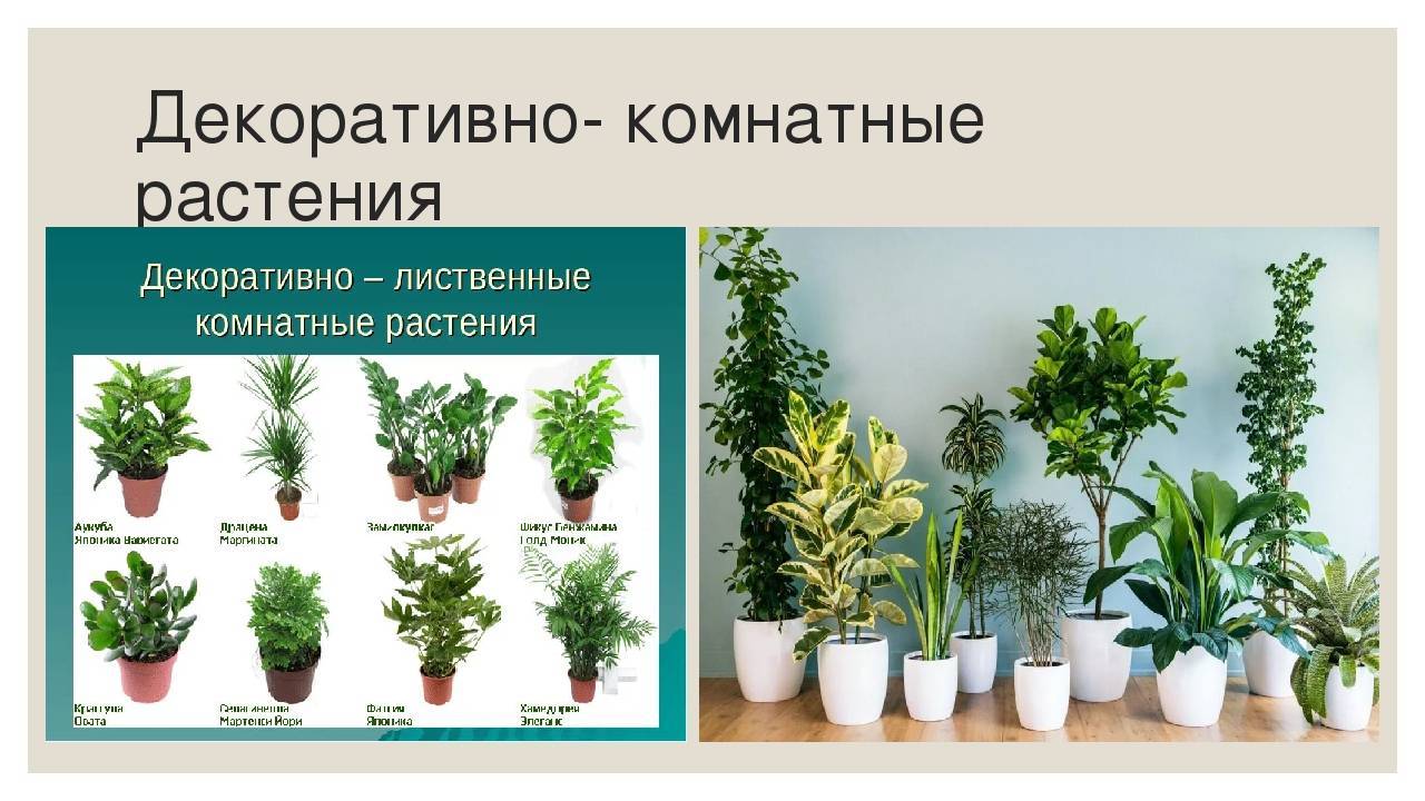 Декоративно-лиственные комнатные растения: фото и виды