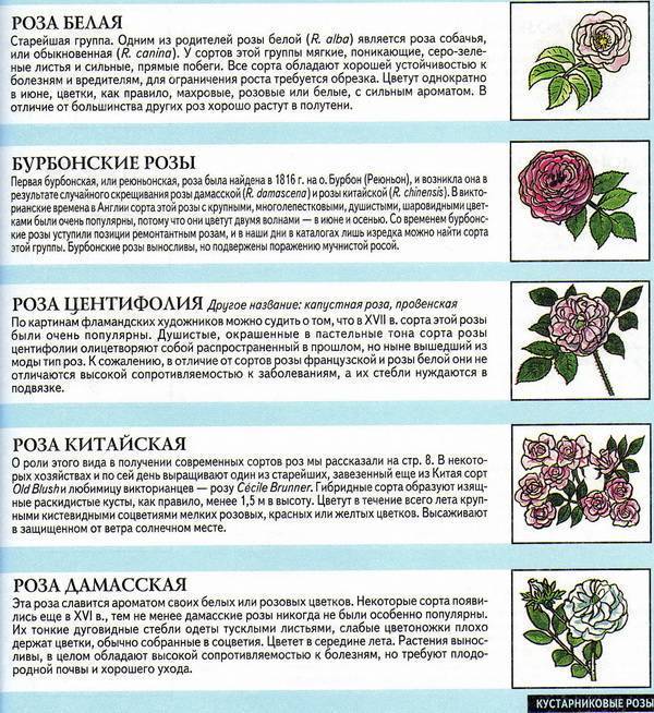 Роза грандифлора: описание и характеристика, правила посадки и ухода, применение в ландшафте + 25 лучших сортов с фото