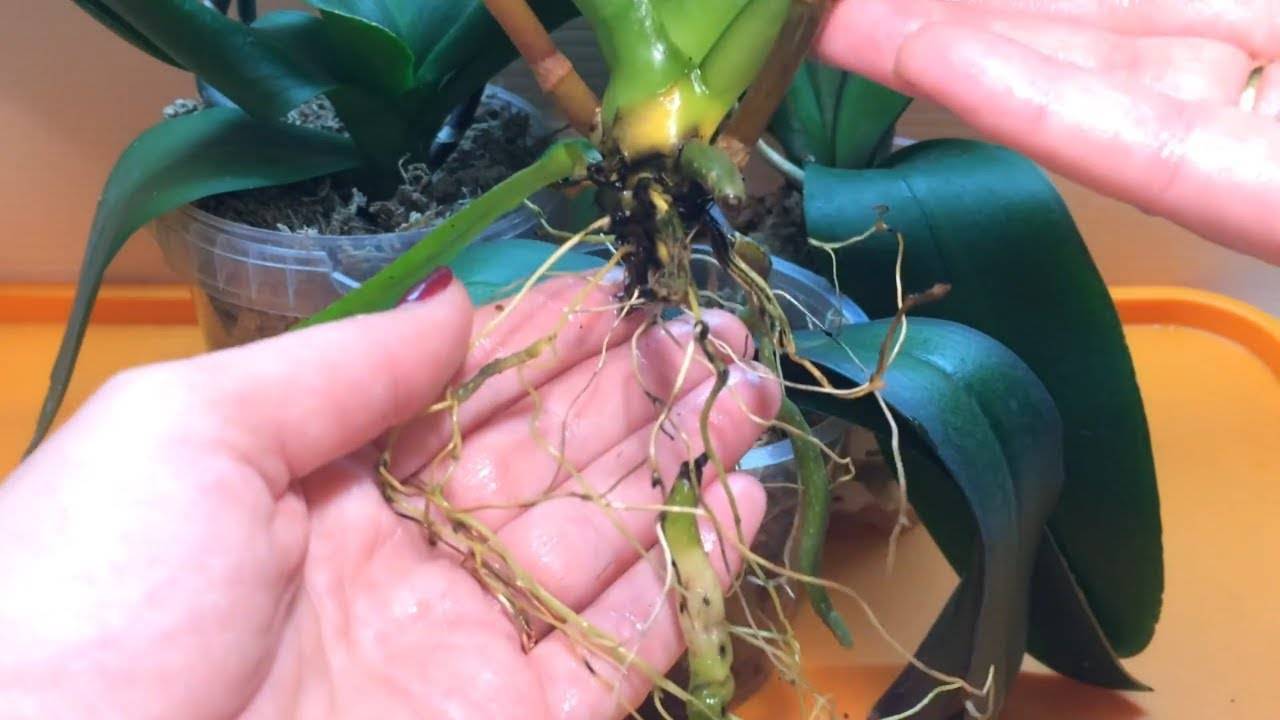 Как оживить засохшую орхидею (восстановить фаленопсис)