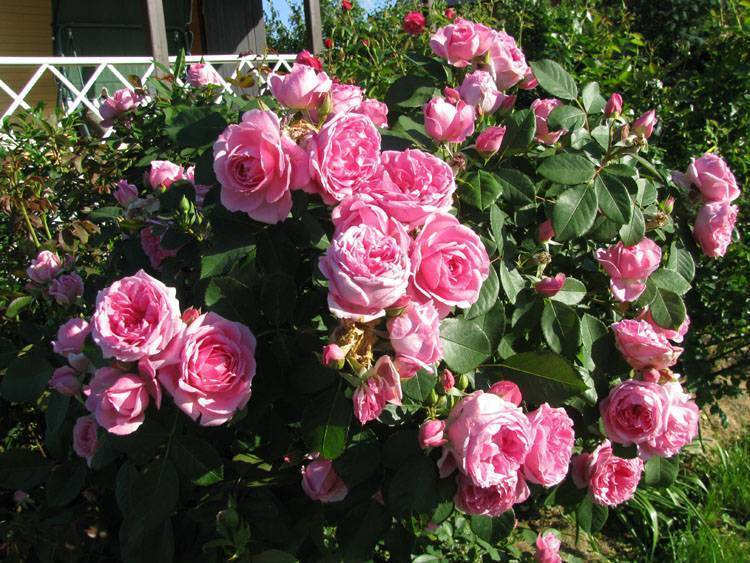 Лучшие канадские парковые розы с отзывами и описанием