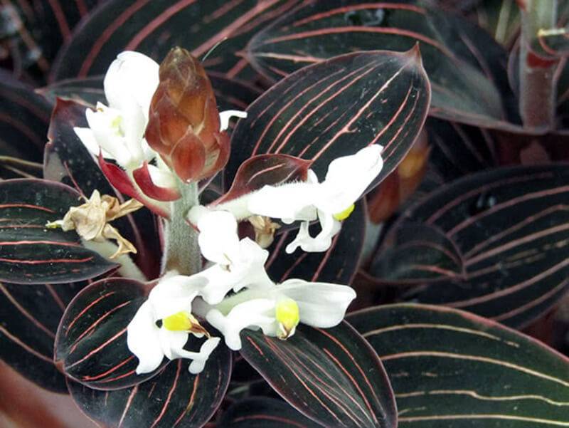 Как цветет орхидея лудизия фото цветка