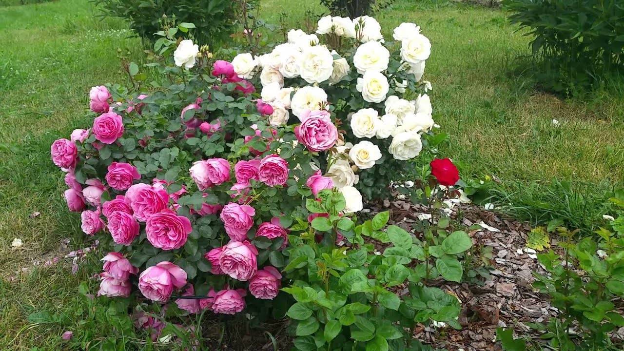 Роза леонардо да винчи: описание сорта и секреты успешного его выращивания