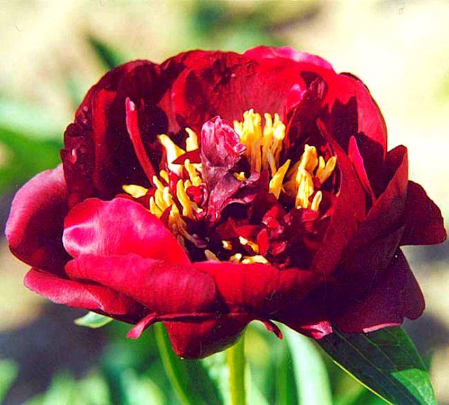 Описание пионов бакай белле: содержание и уход за цветком