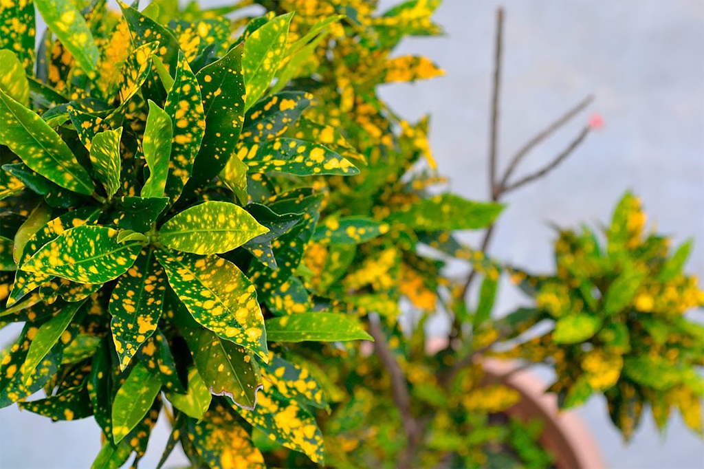 Аукуба золотое дерево фото