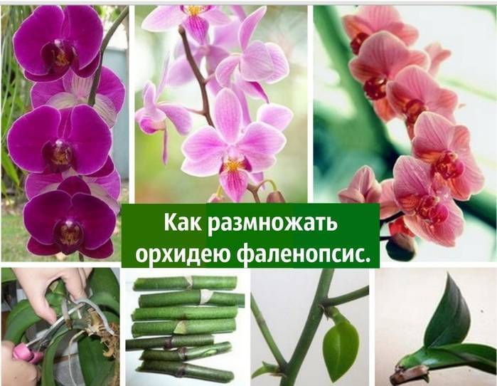 Как размножить орхидею фаленопсис