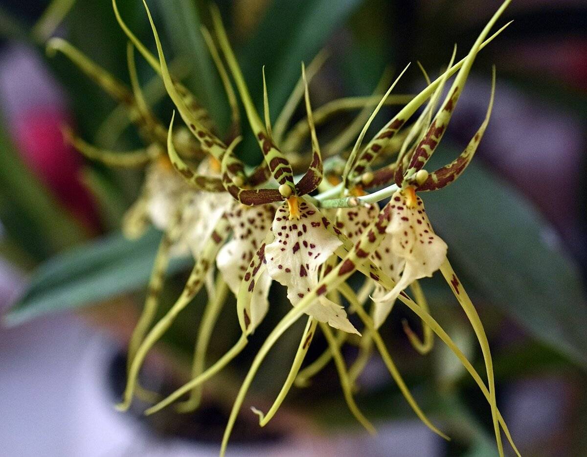 Орхидея брассия — уход в домашних условиях. пересадка и размножение.