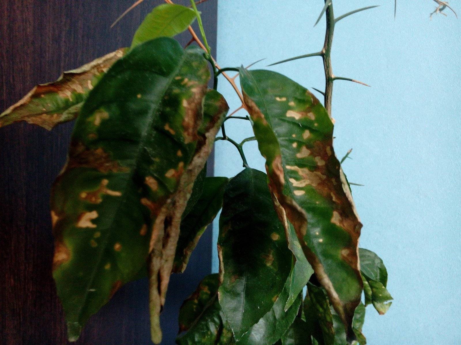 Почему у кротона опадают листья: причины, что делать и как лечить растение?
