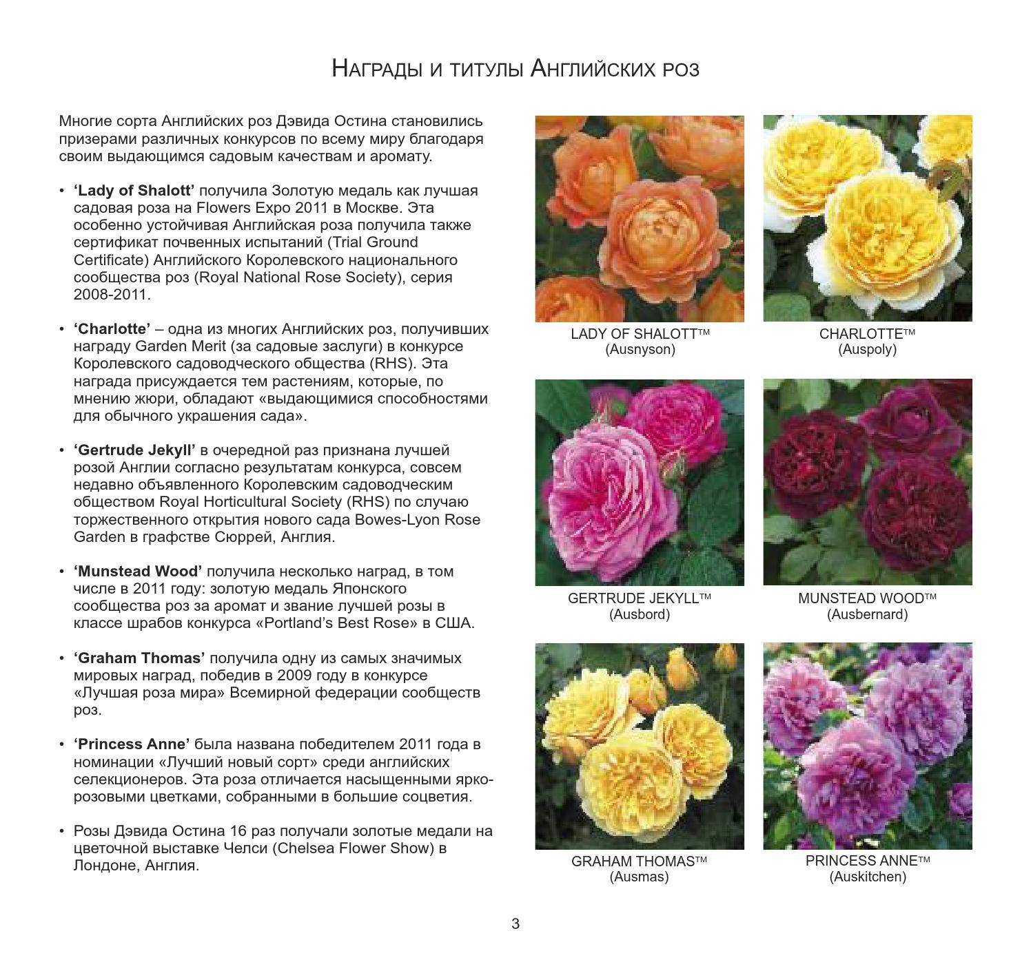 Плетистые розы кордес: сорта, описание и выращивание