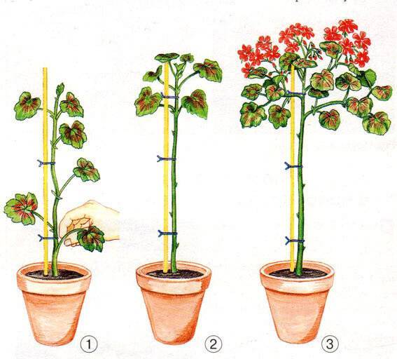 Пошаговая инструкция: как обрезать комнатную розу? нюансы процедуры и особенности ухода за растением