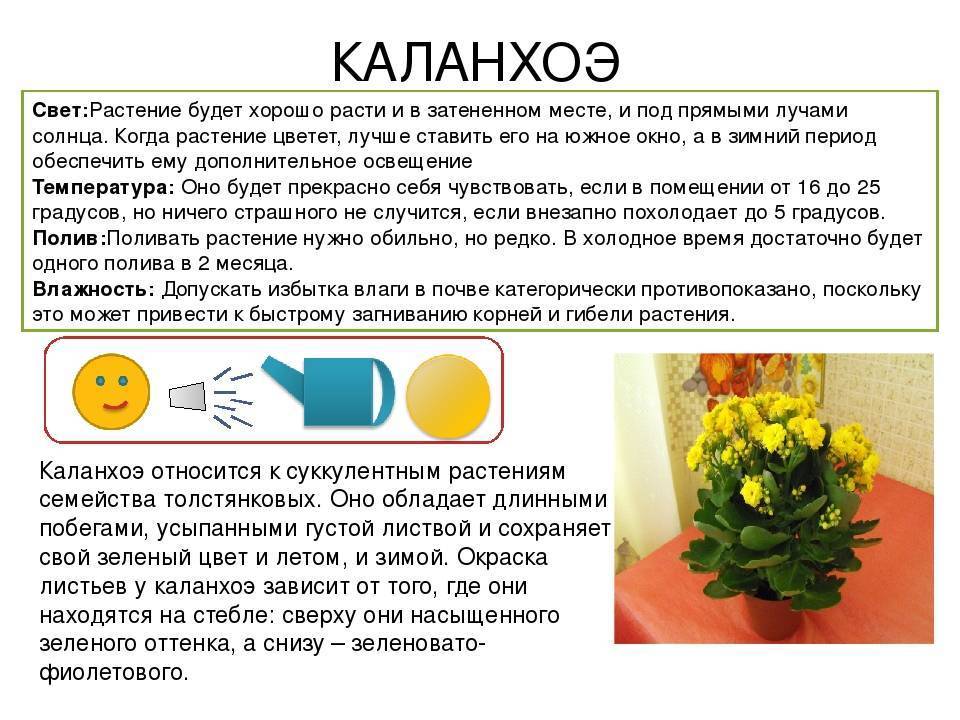 Каланхоэ лечебный цветок: болезни, цветение, уход в домашних условиях, пересадка, какой грунт использовать