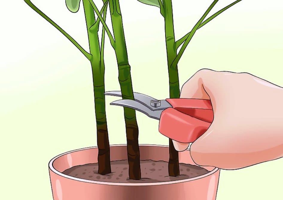 Обрезка растений – зачем обрезать растения, нужно ли обрезать
