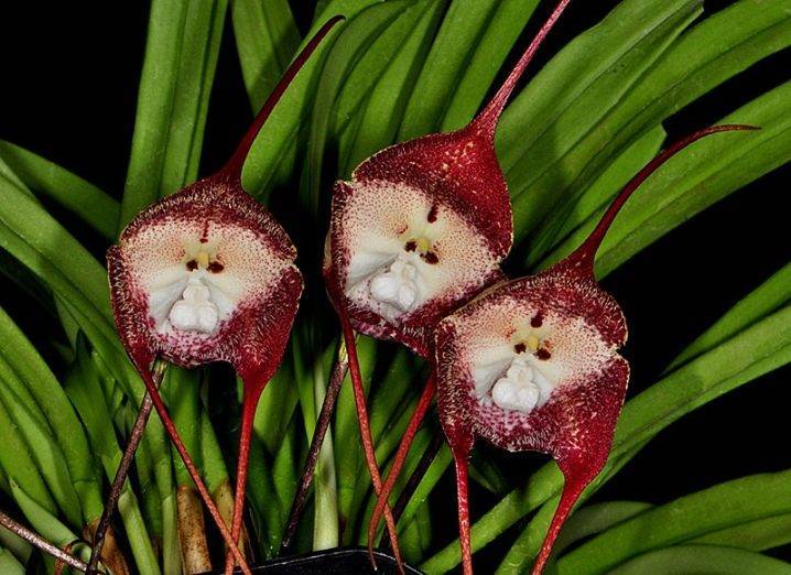 Орхидея дракула — особенная во всём. уход в домашних условиях. фото — ботаничка