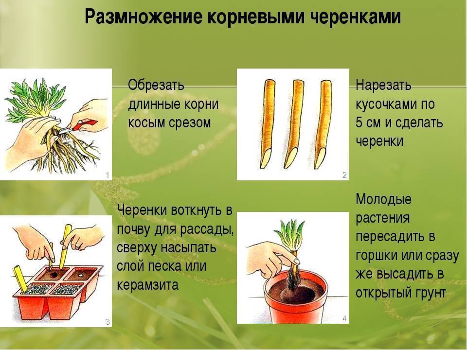 Вегетативное размножение комнатных растений 6 класс