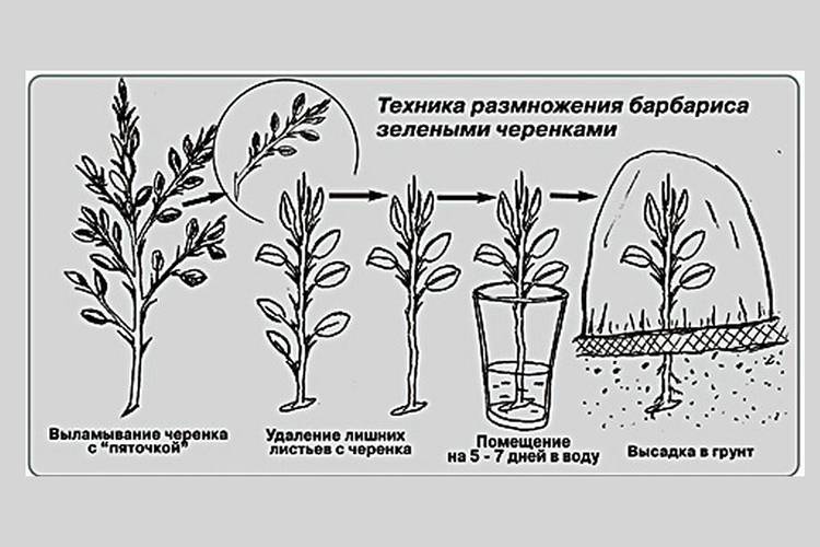 Секреты выращивания: лаванда из семян