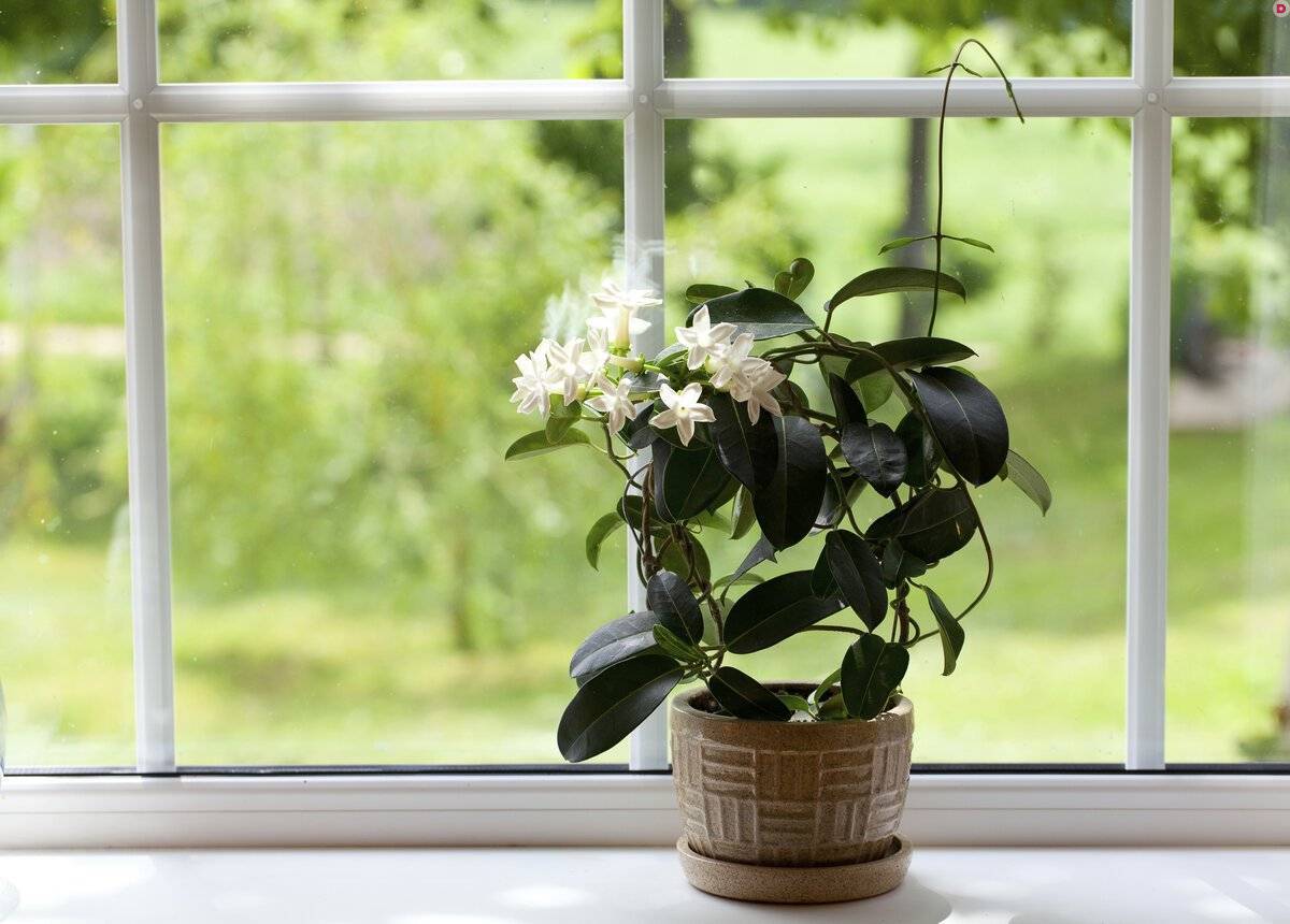 Топ-10 лучших комнатных растений для северных окон – дачные дела