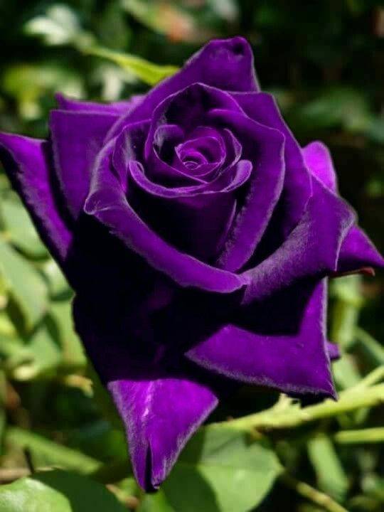 Розы фиолетового цвета: фото и описание наиболее популярных сортов ветвистых, парковых, штамбовых, кустовых, английских, миниатюрных и других видов растениядача эксперт