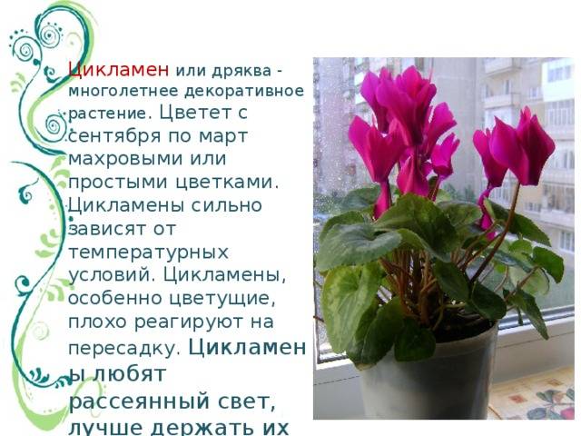 Цветок цикламен - приметы и суеверия: что он сулит женщинам и мужчинам, что принесет своим владельцам и можно ли держать его дома