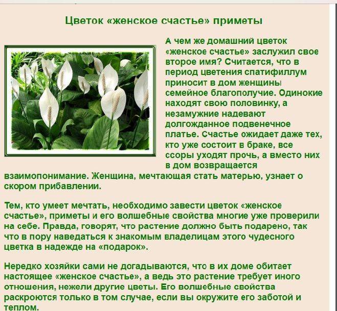 Цветок спатифиллум: выращивание и уход в домашних условиях