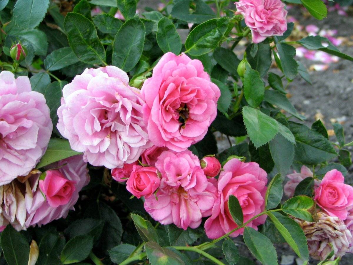 Агротехника выращивания канадской парковой розы морден сентенниал: как ухаживать