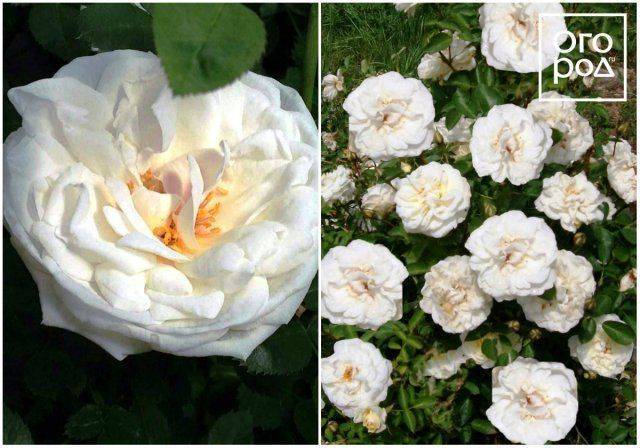 Канадские розы: парковые, лучшие сорта, посадка и уход