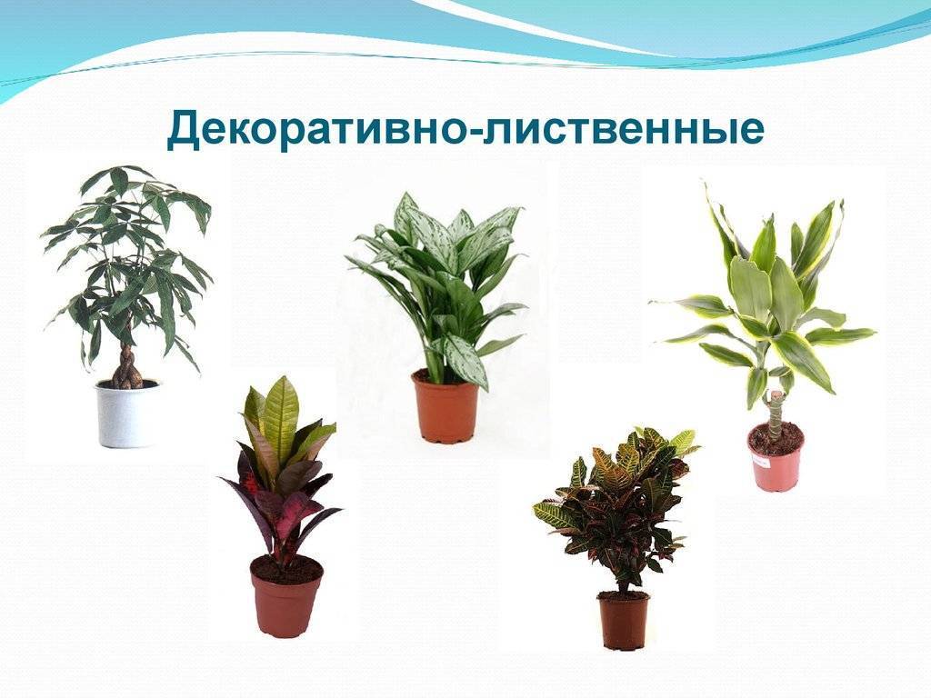 Лиственные декоративные растения для ландшафта и дома