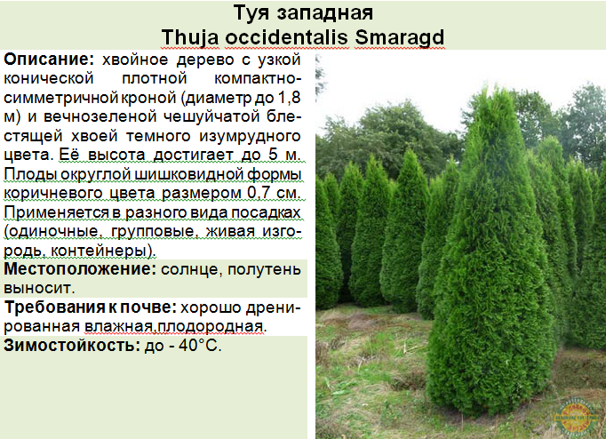 Туя западная брабант - описание, фото, посадка и уход | artem-sad.ru