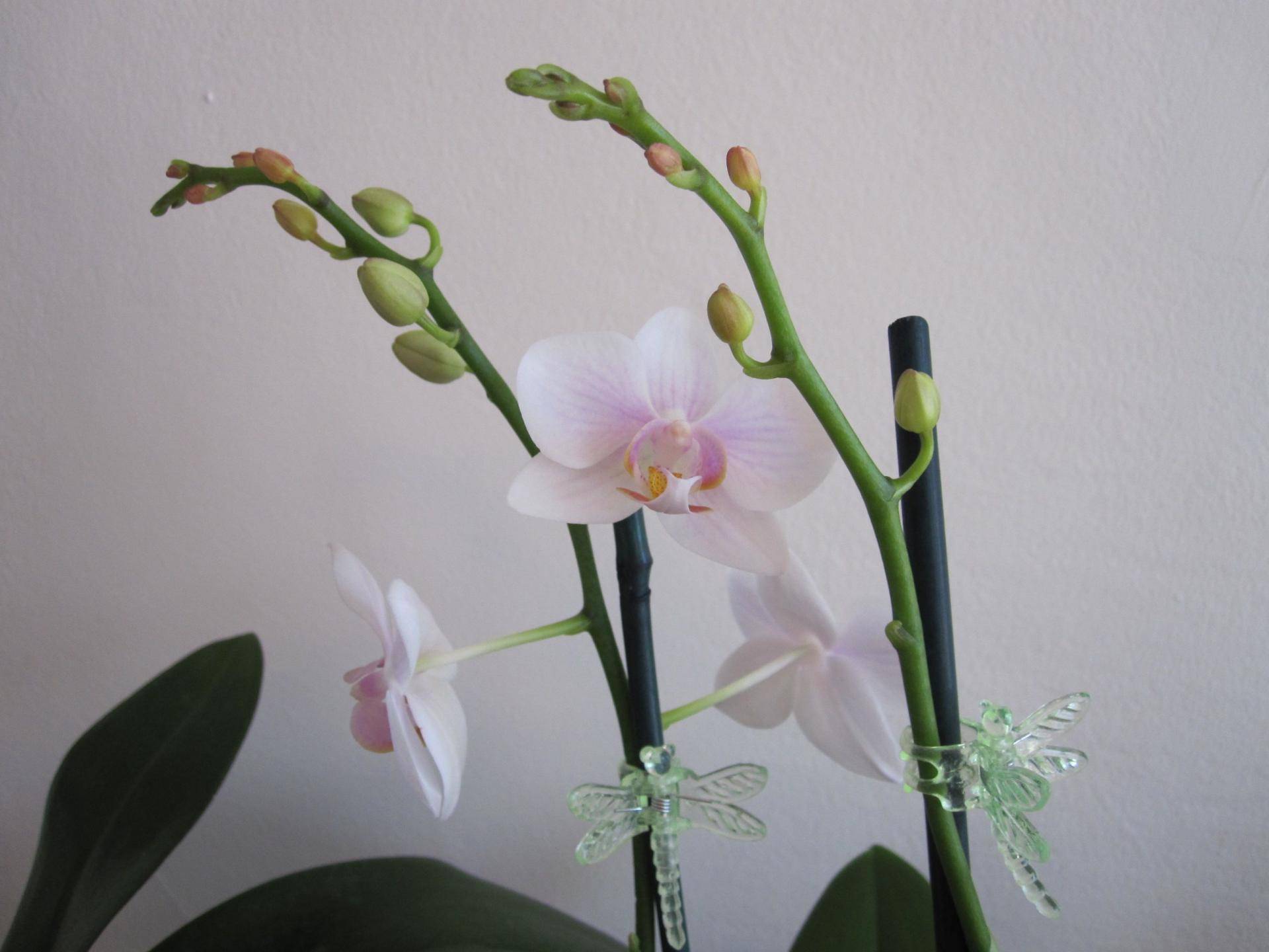 Болезни орхидей, лечение, причины, симптомы и фото