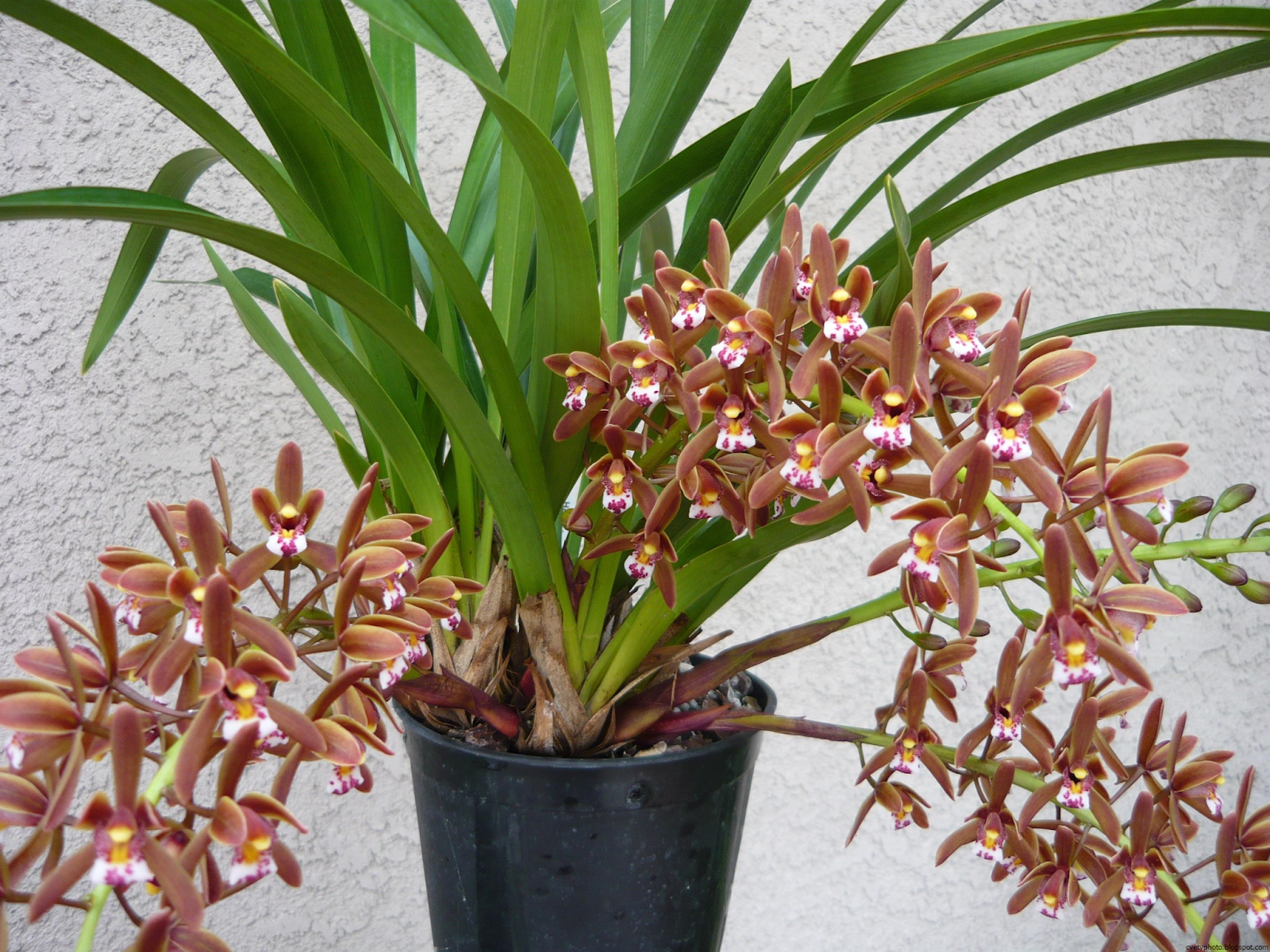 Цимбидиум — капризный, но шикарный «король орхидей». уход в домашних условиях. фото — ботаничка
