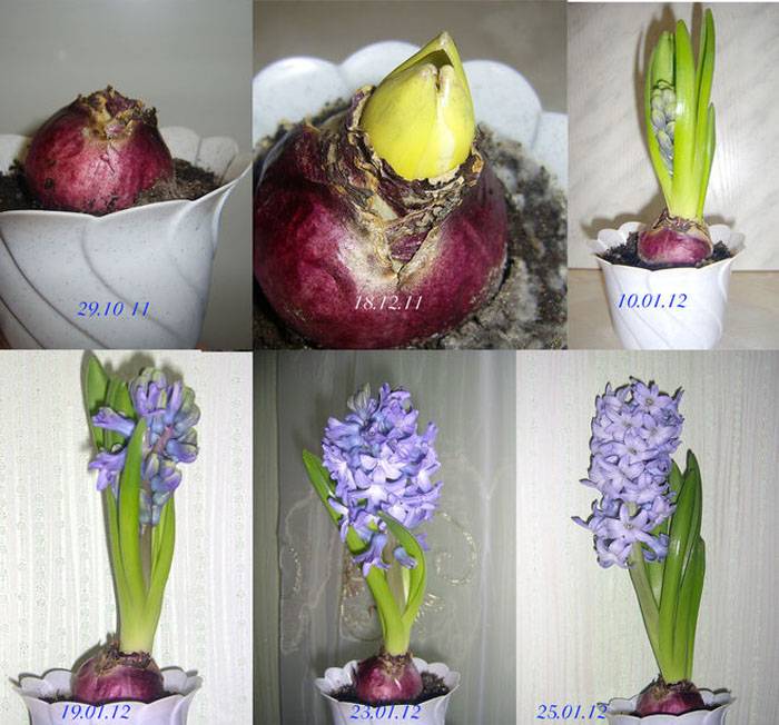 Гиацинт - посадка и уход, выгонка - как выращивать цветок в домашних условиях, в горшке