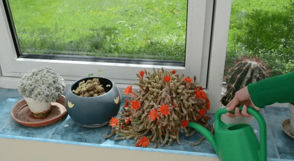 Как поливать кактус в домашних условиях: как часто, сколько раз